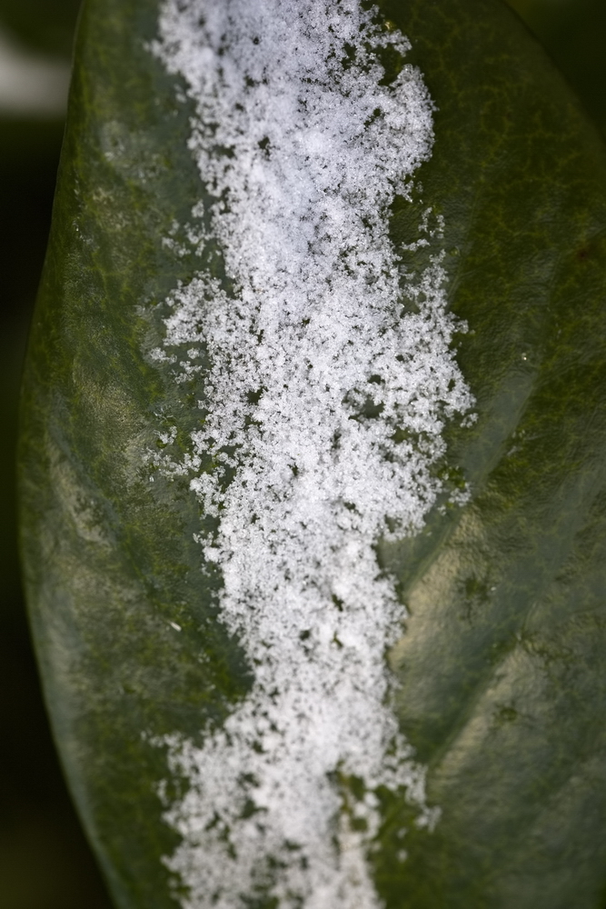 Cherry laurel with snow