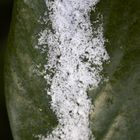 Cherry laurel with snow