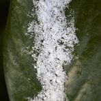 Cherry laurel with snow
