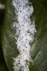 Cherry laurel with snow