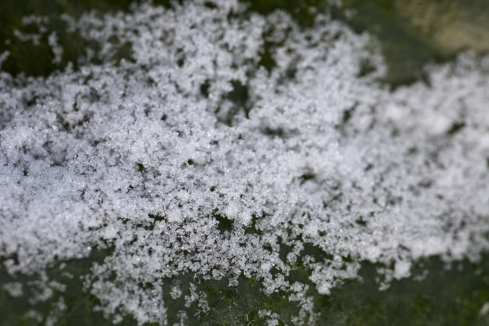 Cherry laurel with snow