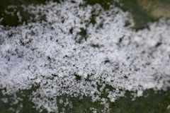 Cherry laurel with snow
