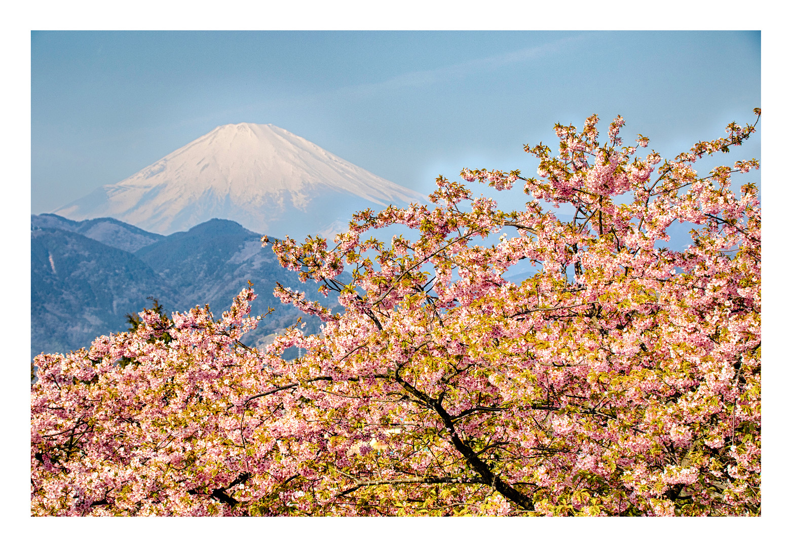 Cherry & mt. FUJI