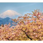 Cherry & mt. FUJI