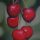 cherry painting oleo