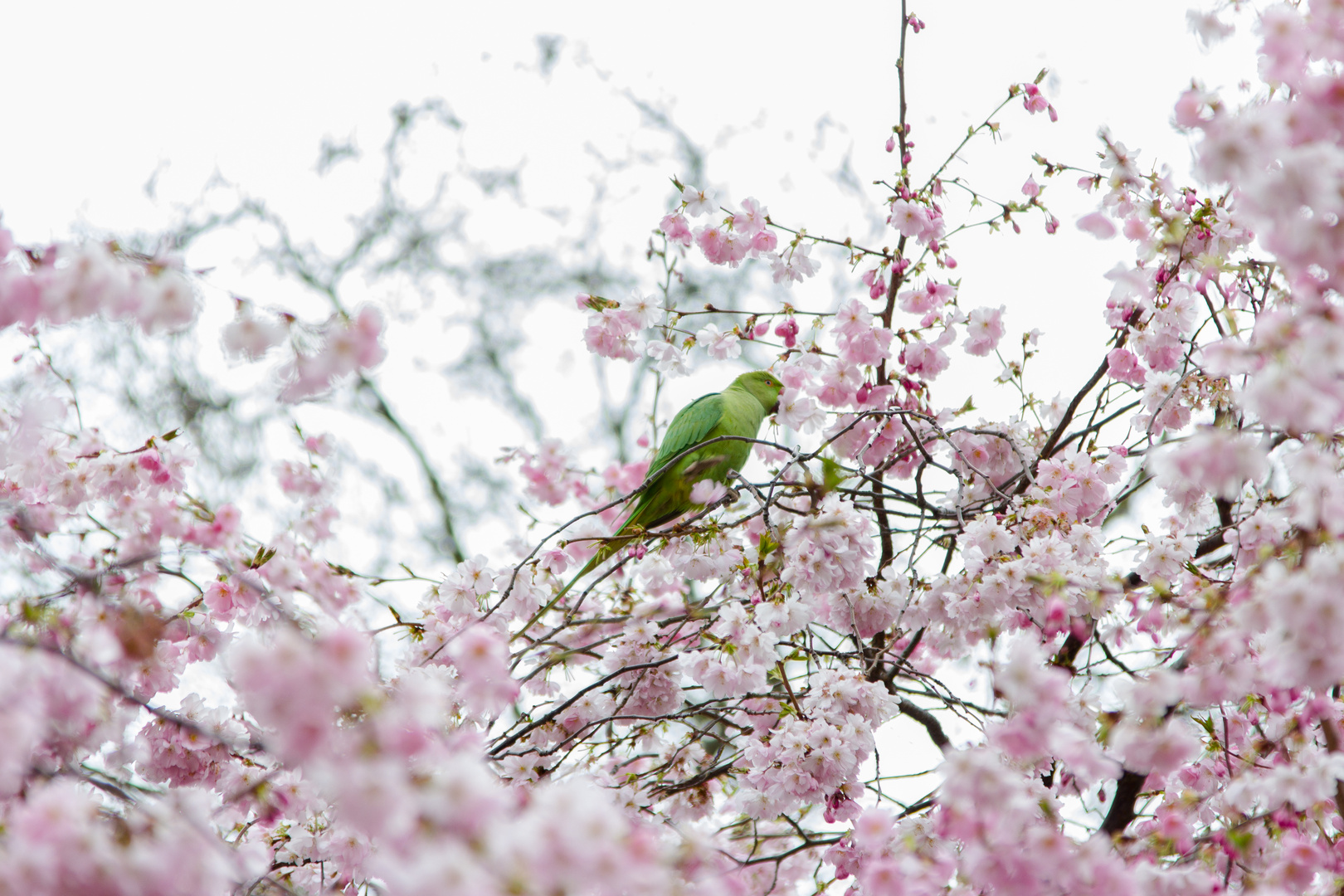 cherry parrot