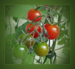 Cherry-Tomaten ...