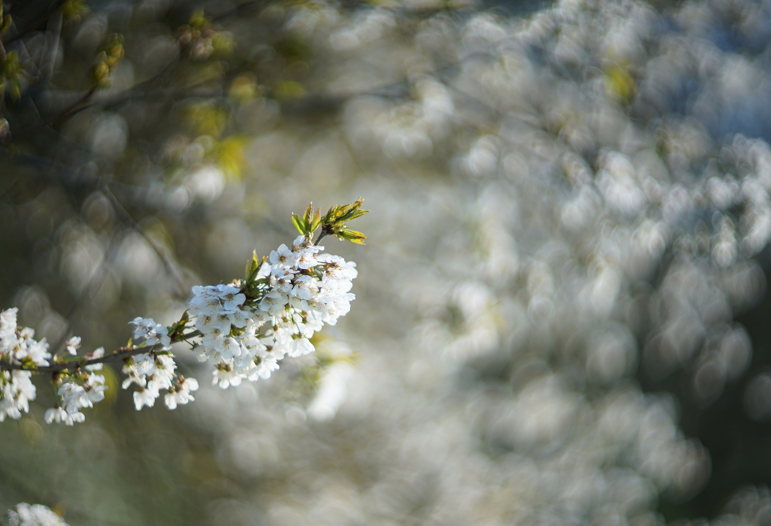 cherry tree