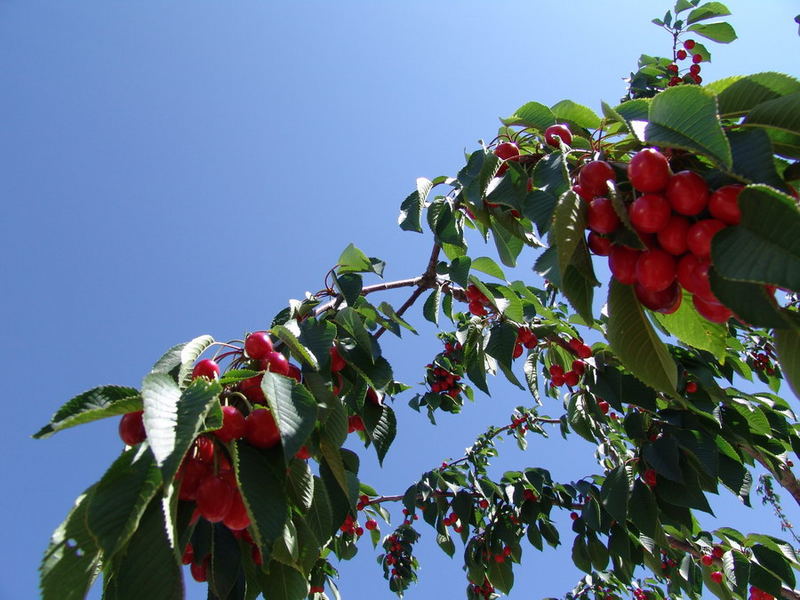 Cherry-tree