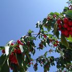 Cherry-tree