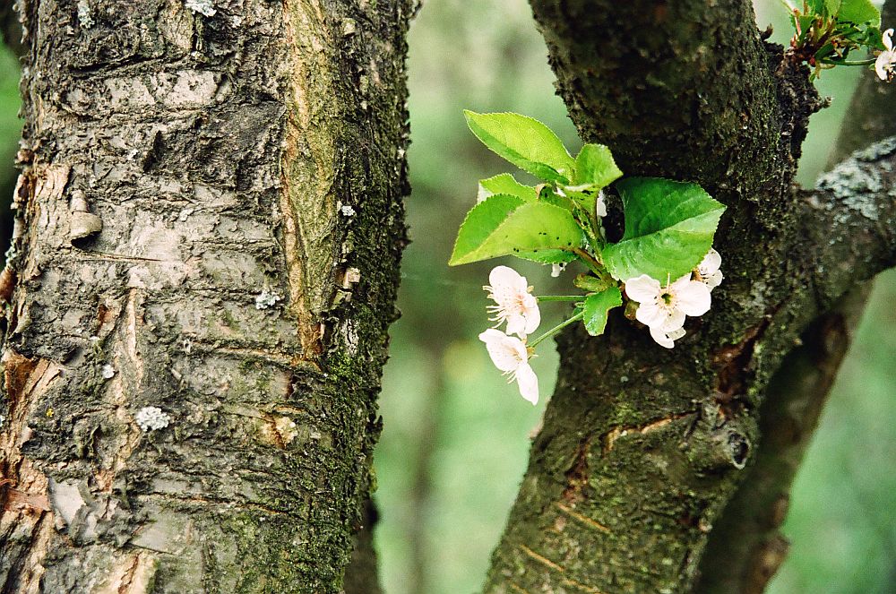 Cherry-tree