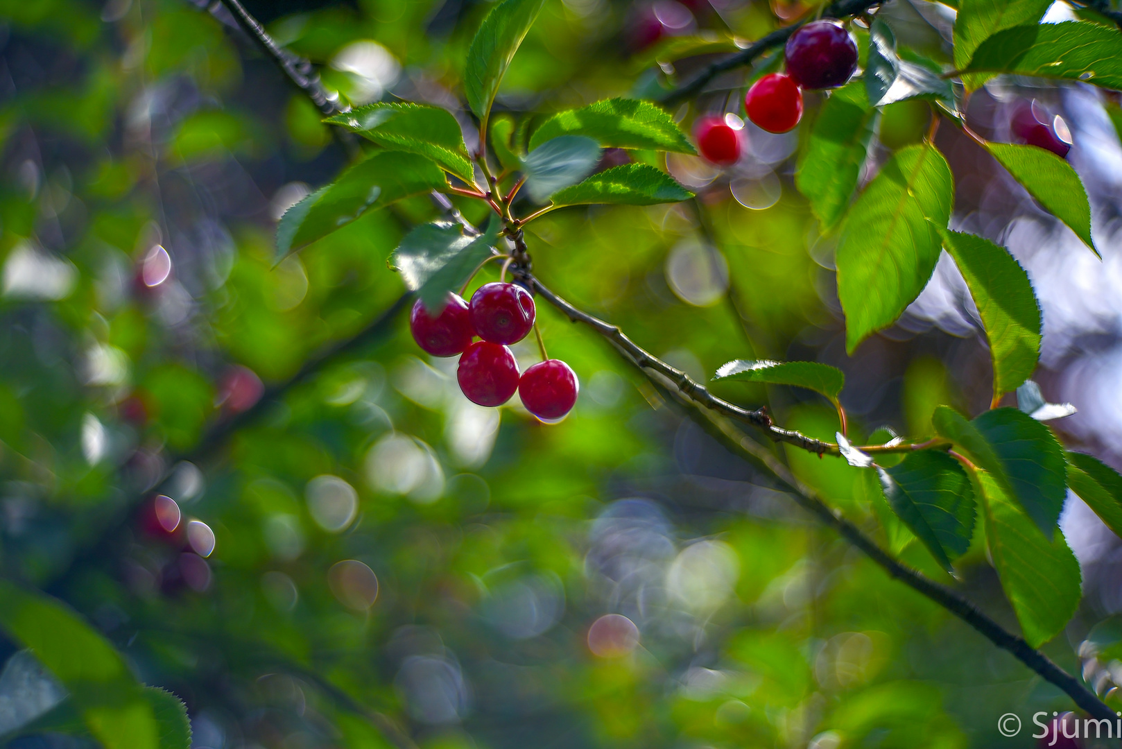 Cherry tree