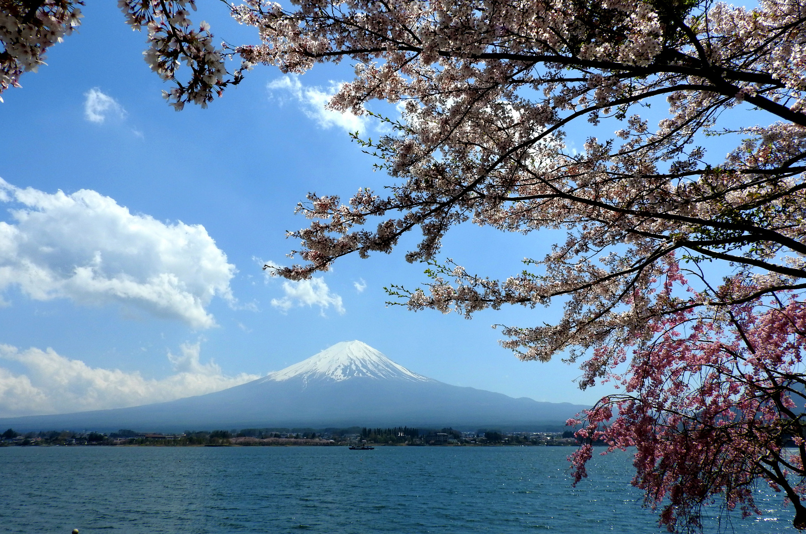 cherry tree blooming and Fuji