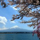 cherry tree blooming and Fuji