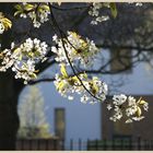 cherry tree gosforth