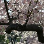 cherry tree in dc