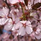 Cherry tree in Finland