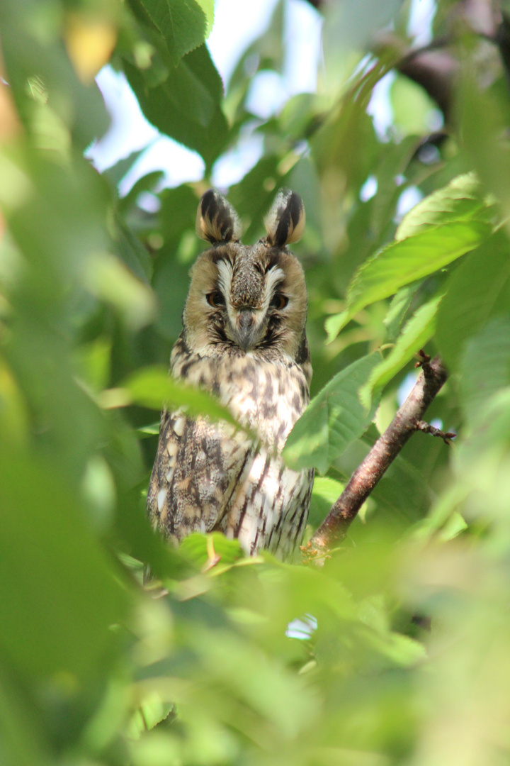 Cherry Tree Owl