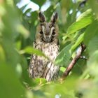 Cherry Tree Owl