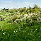 cherry trees