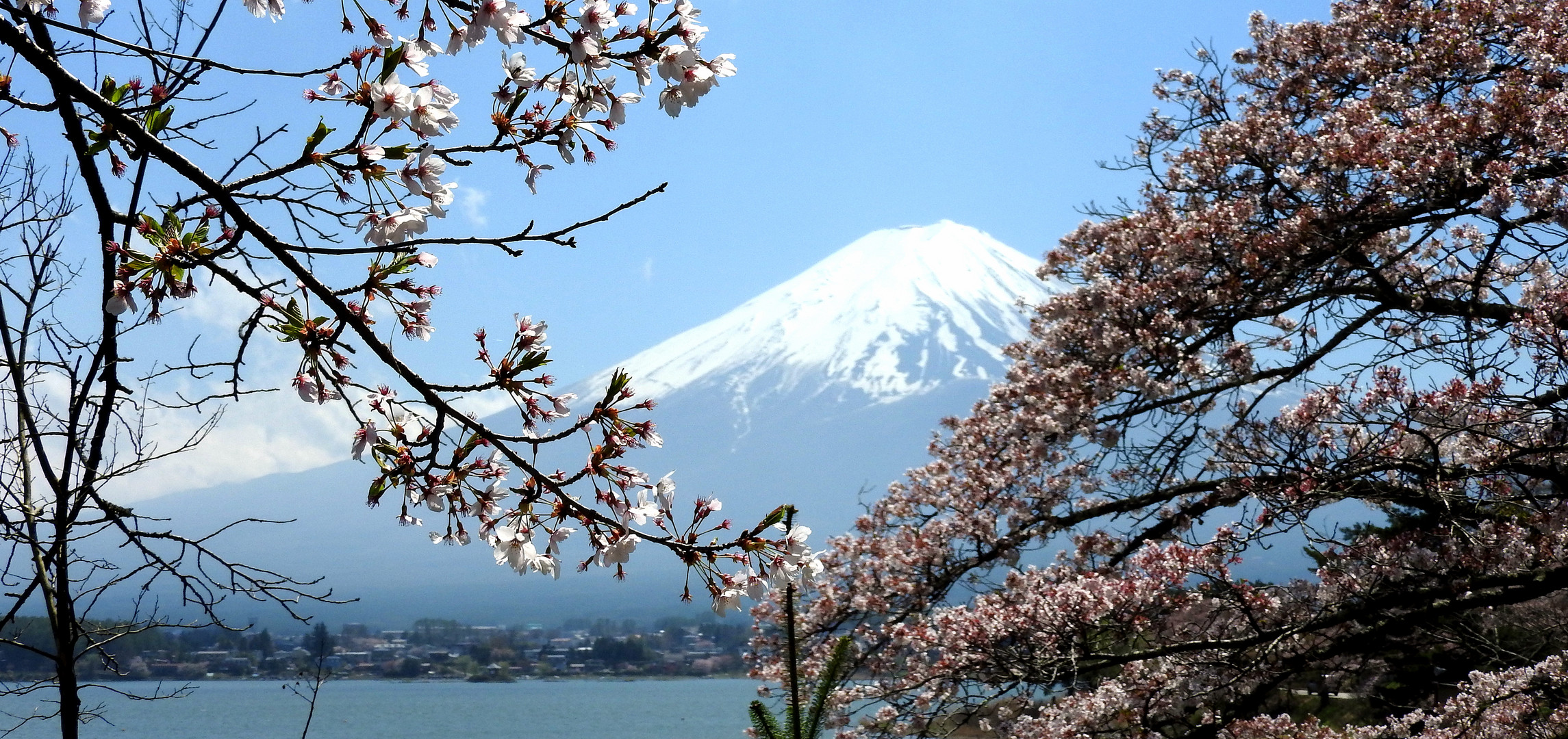 cherry trees lake mt. fuji