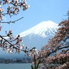 cherry trees lake mt. fuji