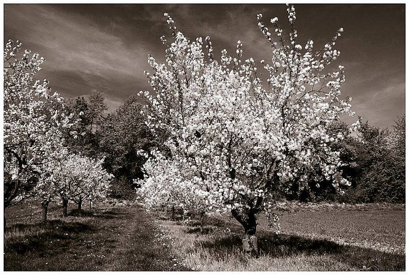 Cherry Trees Part Three