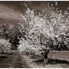 Cherry Trees Part Three