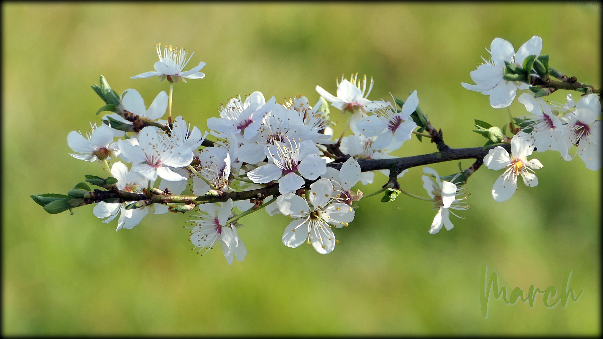 Cherry white flowering