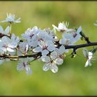 Cherry white flowering