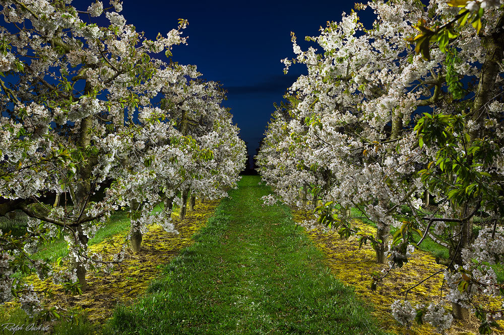 cherry white - lightpainting