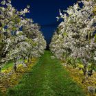 cherry white - lightpainting