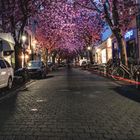 Cherryblossom