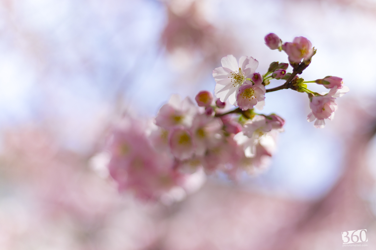 Cherryblossom