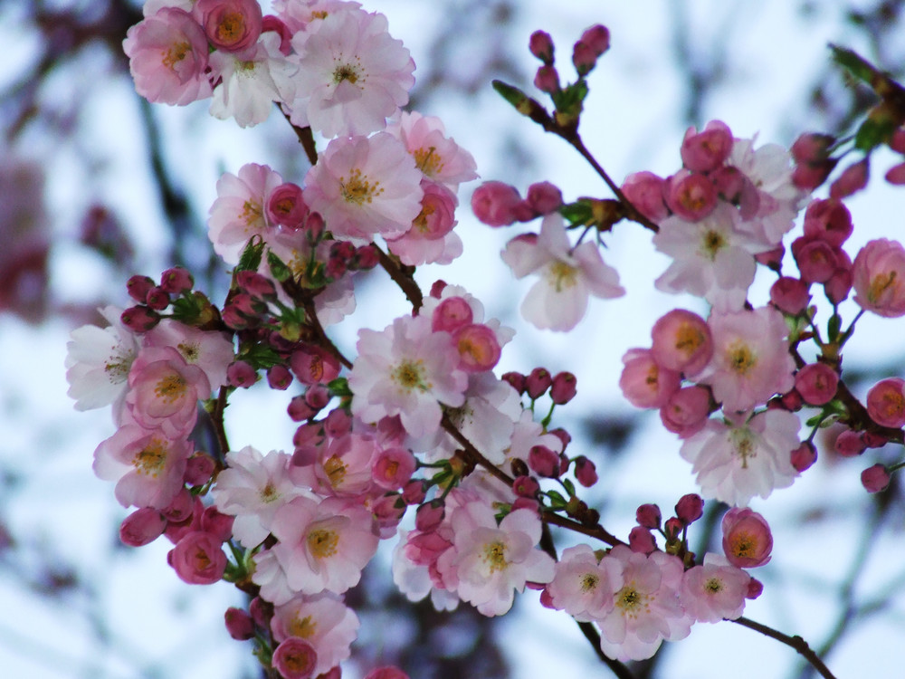 Cherryblossom