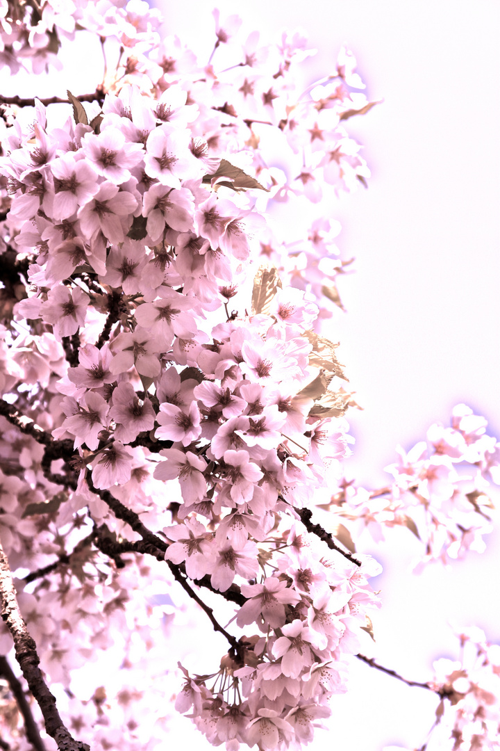 Cherryblossom