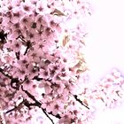 Cherryblossom