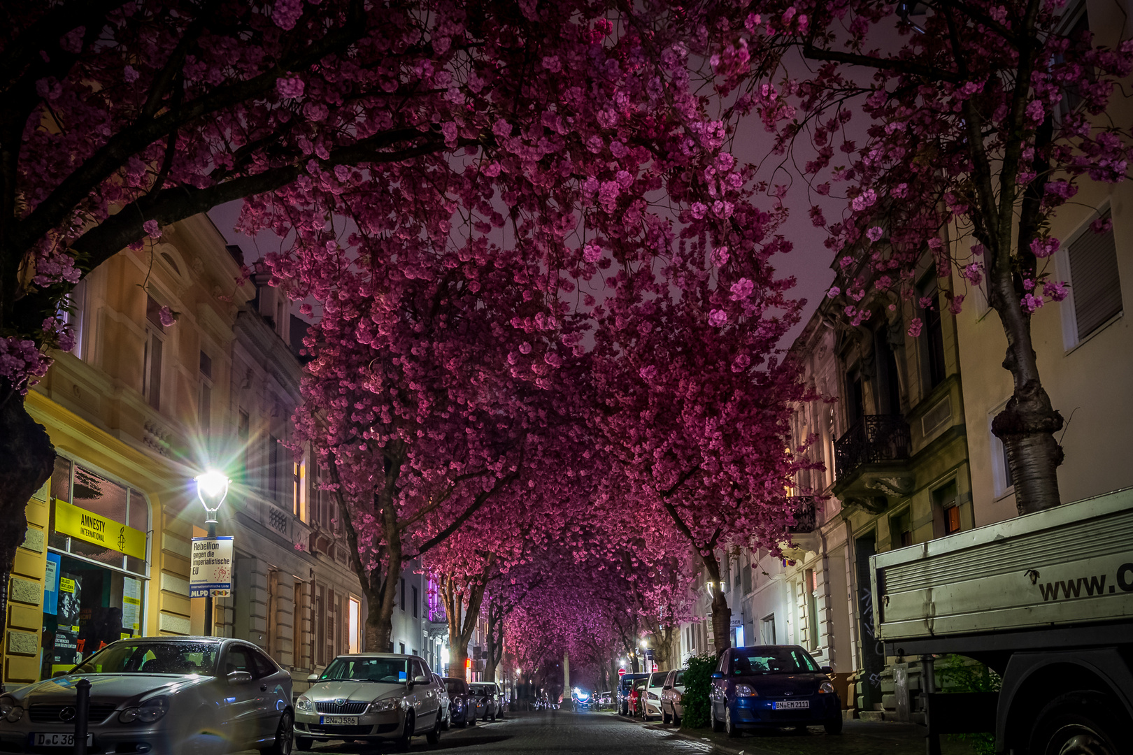 Cherryblossom Bonn