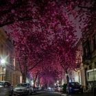 Cherryblossom Bonn