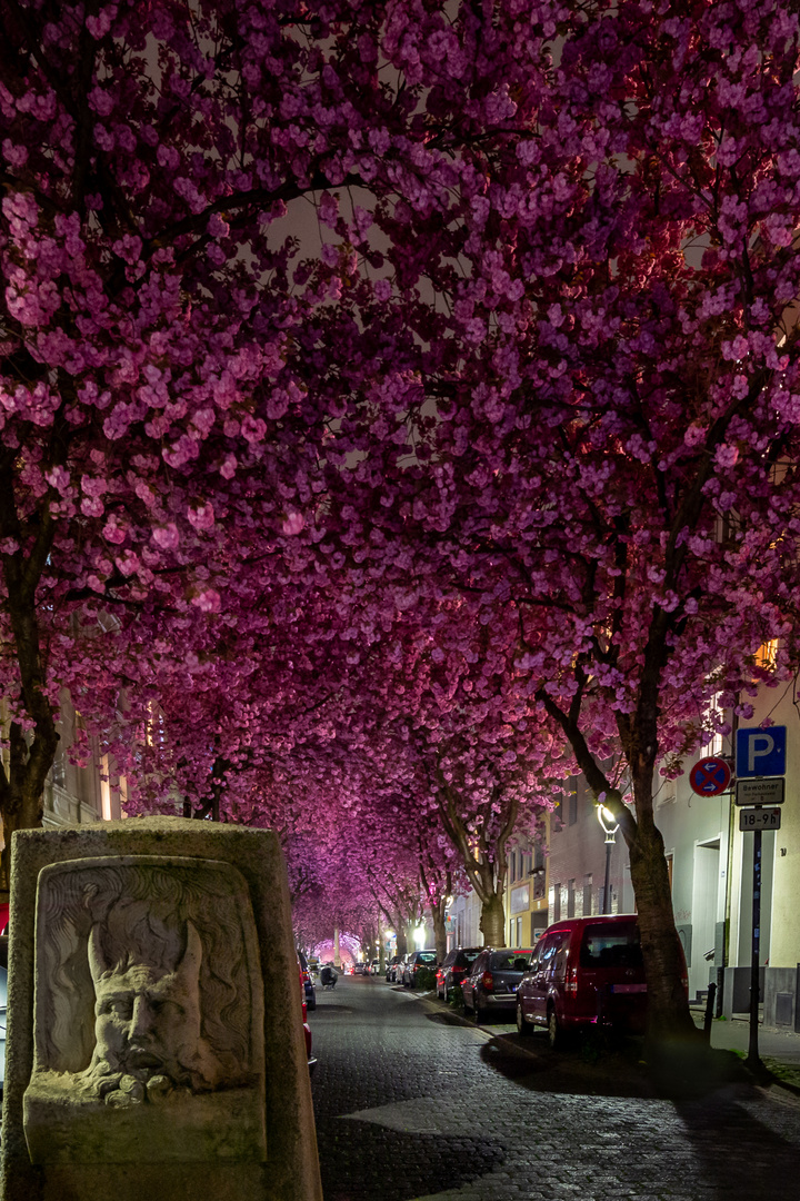 Cherryblossom Bonn die Zwote :)