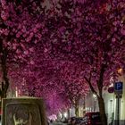 Cherryblossom Bonn die Zwote :)