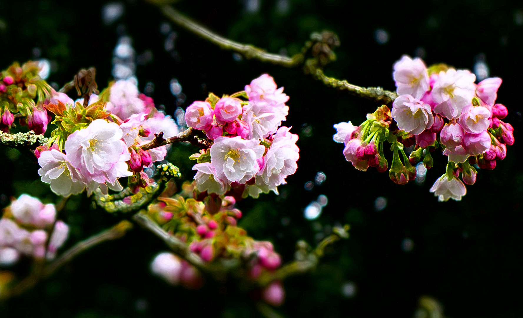 Cherry_blossom