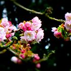 Cherry_blossom