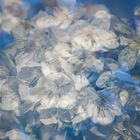 Cherryblossom Doubleexposure