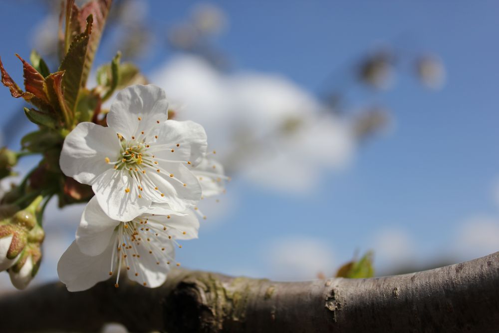 Cherryblossom von Stefanie Gruhlke 