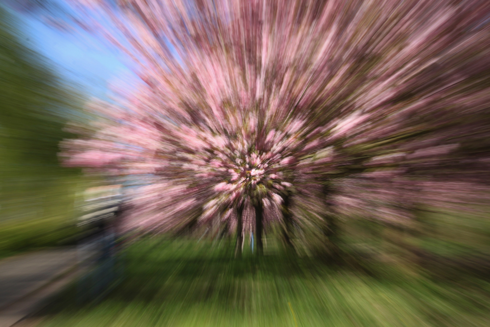 cherryblossom explosion