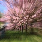 cherryblossom explosion