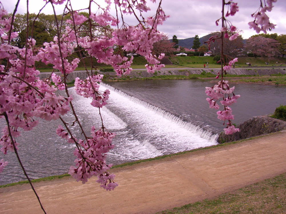 Cherryblossom trees at the Kamogawa (Kyôto)