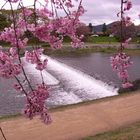 Cherryblossom trees at the Kamogawa (Kyôto)