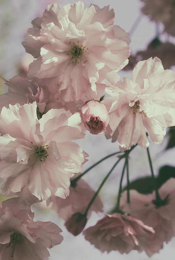 Cherryblossoms